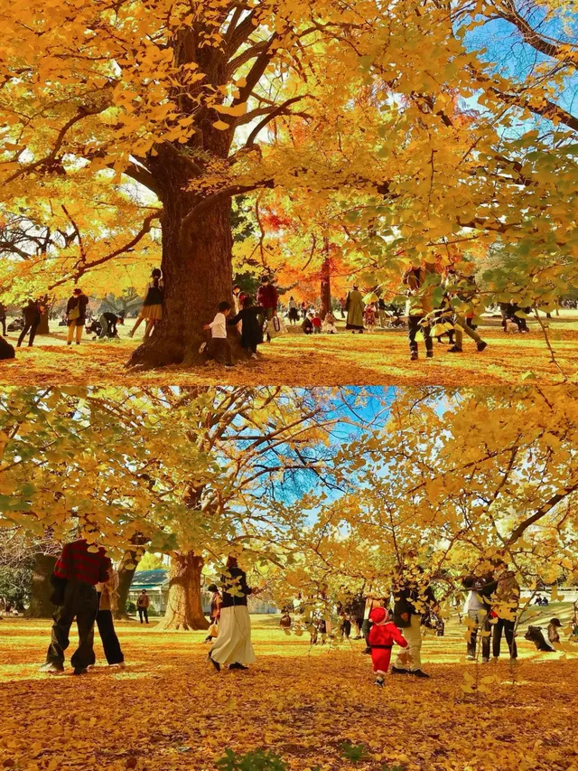 東京銀杏, 東京銀杏好去處, 新宿御苑