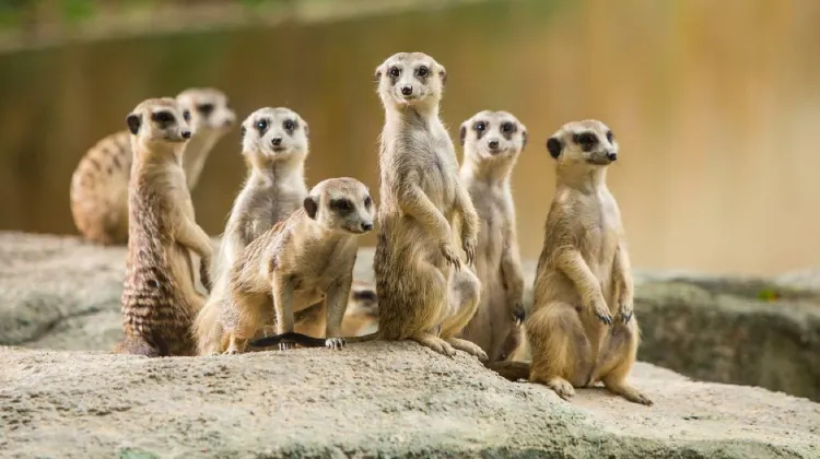 Chimelong Safari Park Animals You Can't Miss