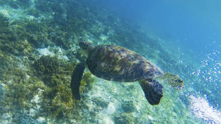 Planning Your Pulau Kapas Day Trip