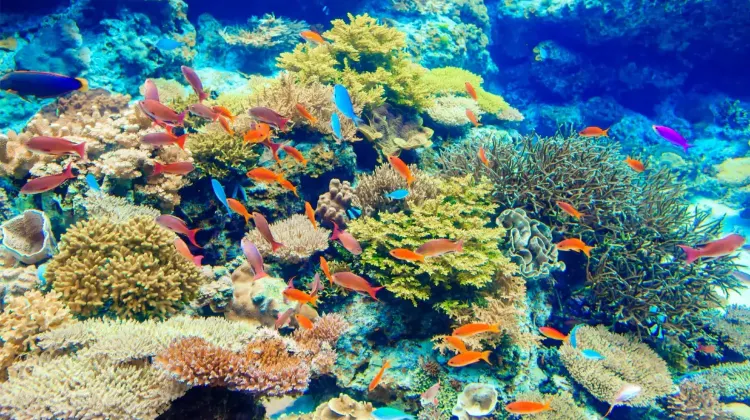 沖縄美ら海水族館のチケットを予約するならTrip.comで！