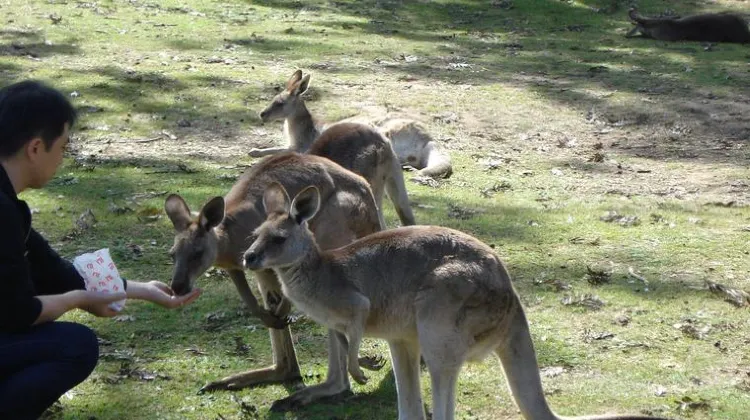 Berapa lama masa yang diperlukan untuk memohon Visa Australia?