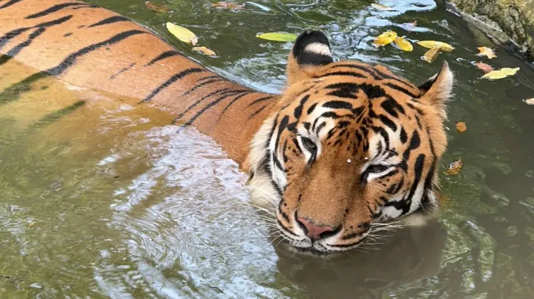 Shanghai Zoo Animals in Each Area