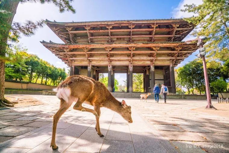 Nara Park