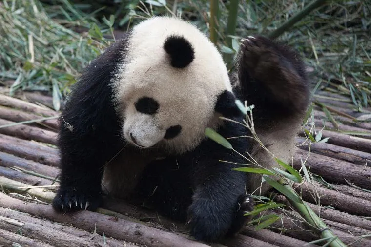 台北市立動物園熊貓