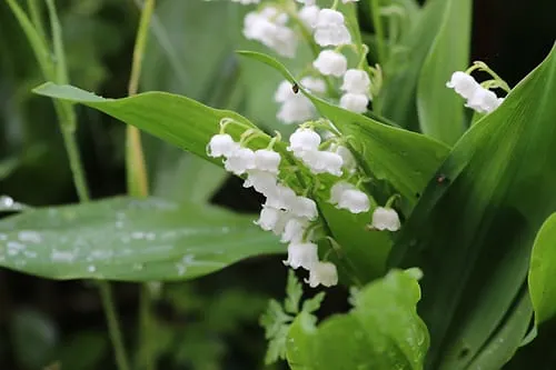 La tradition veut que l’on offre du muguet le 1er mai