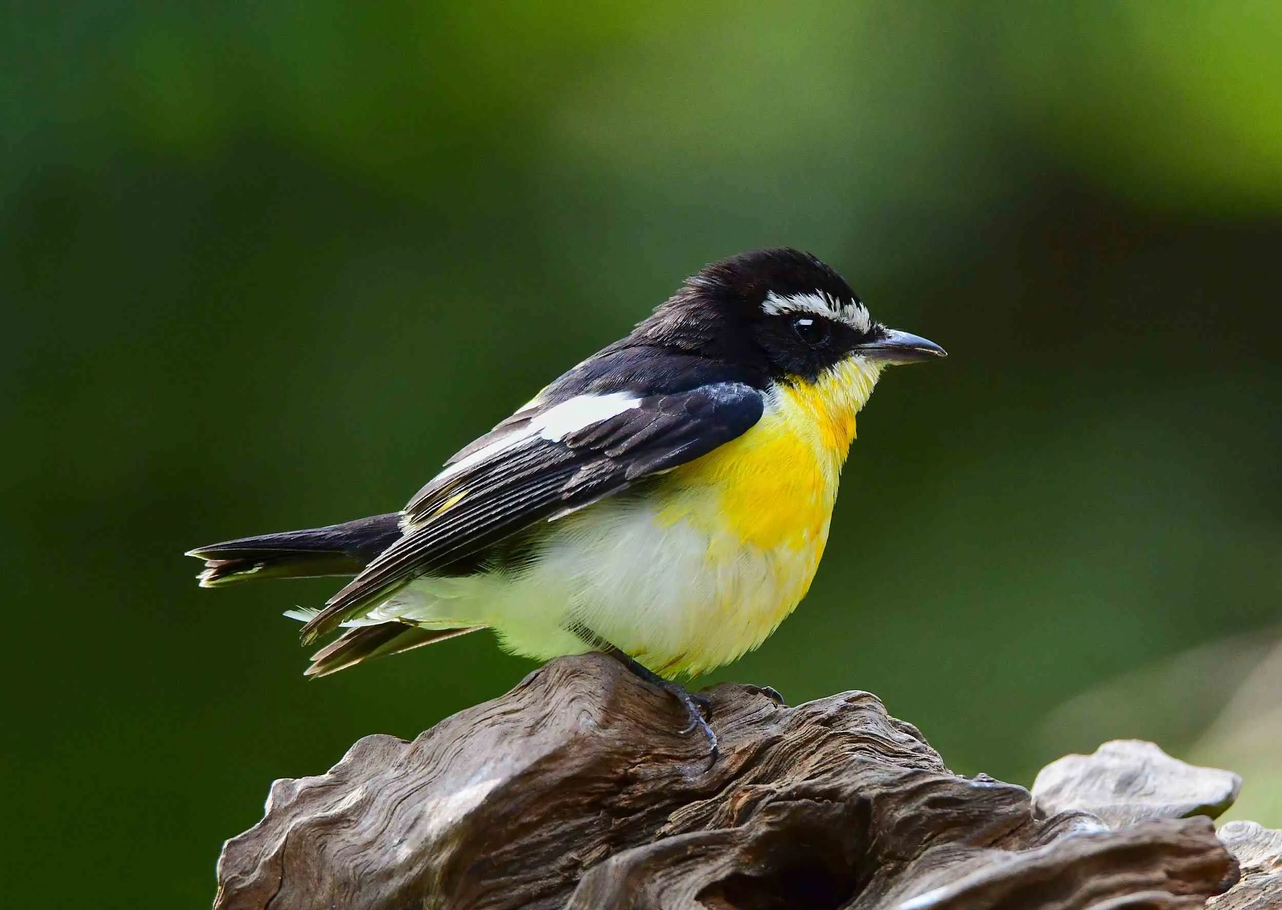 Wisata Kemuning-Palembang Bird Park