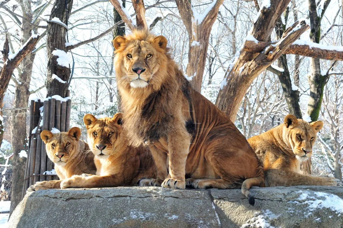 Things to do at Everland: Meet adorable animals