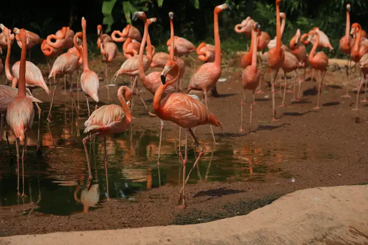 Source: rigel/ unsplash  Say hello to the flamingos at Jurong Bird Park!