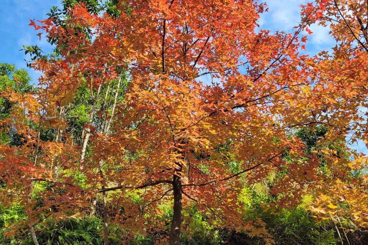 【行山好去處2024】最齊香港行山路線推介