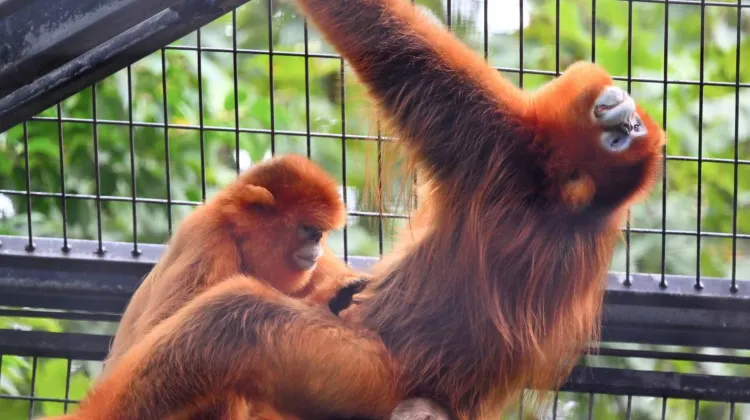 Shanghai Zoo Animals in Each Area