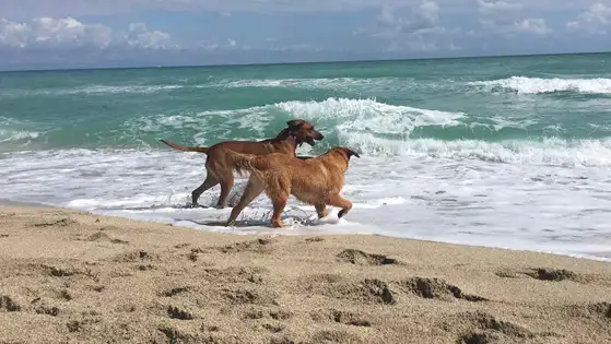 Haulover Beach Park