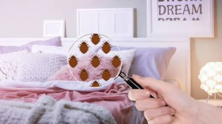 韓国のホテルにトコジラミが出たらどうする？