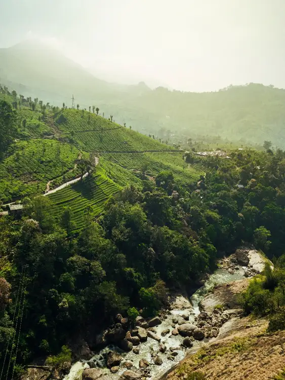Source: Meriç Dağlı/ unsplash Breathe in the fresh mountain air and stroll through tea gardens during honeymoon in Munnar!