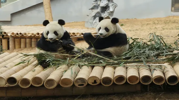 大連森林動物園