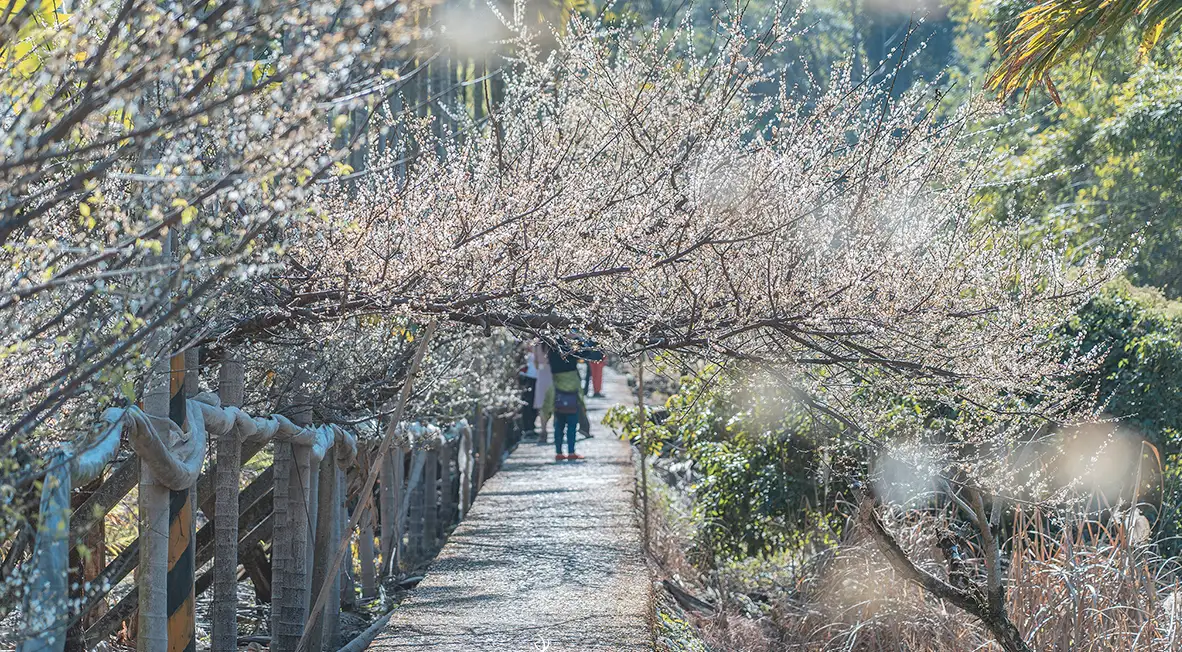 新社梅花隧道