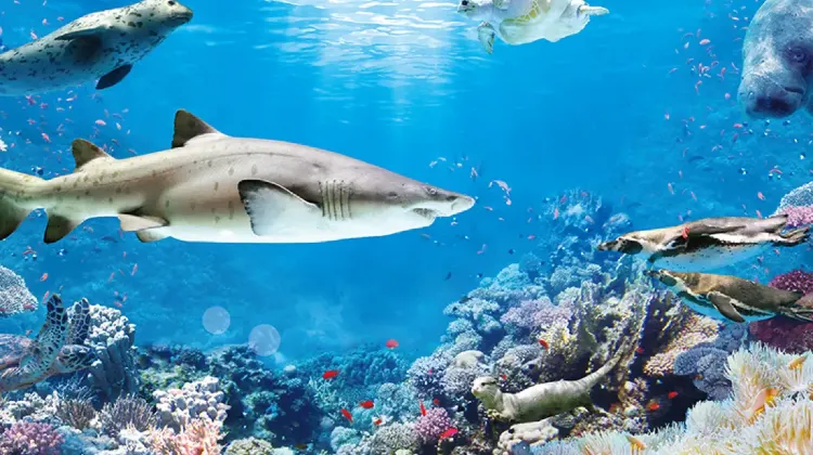 6.COEXアクアリウム｜都会で出会う海