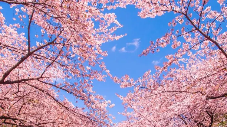 Tokyo attractions