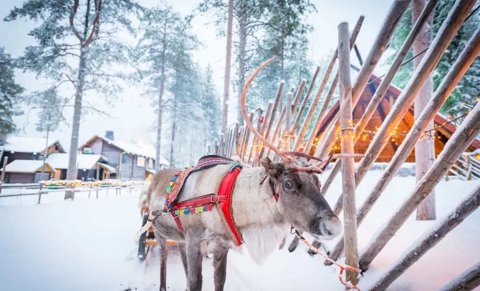 Reindeer and Sleigh Rides