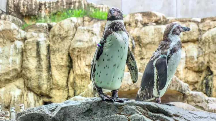 長崎ペンギン水族館
