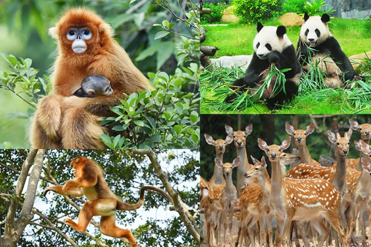 Shenzhen Safari Park