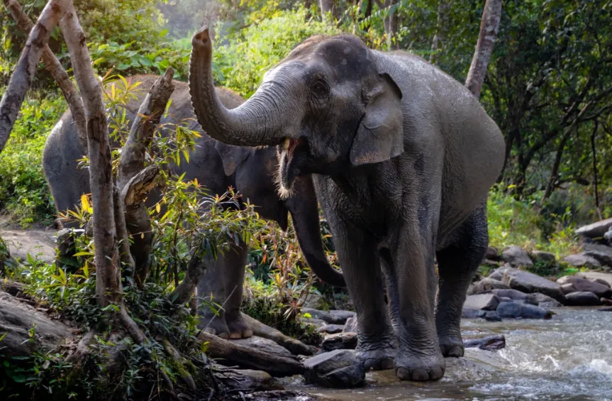 เอเลเฟ่น จังเกิล แซงชัวรี ภูเก็ต