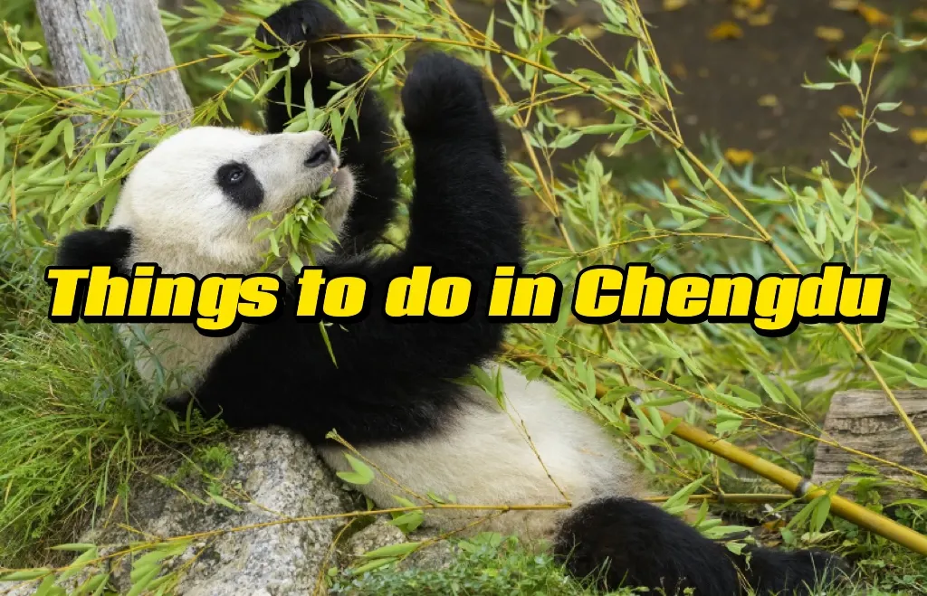 things to do in Chengdu