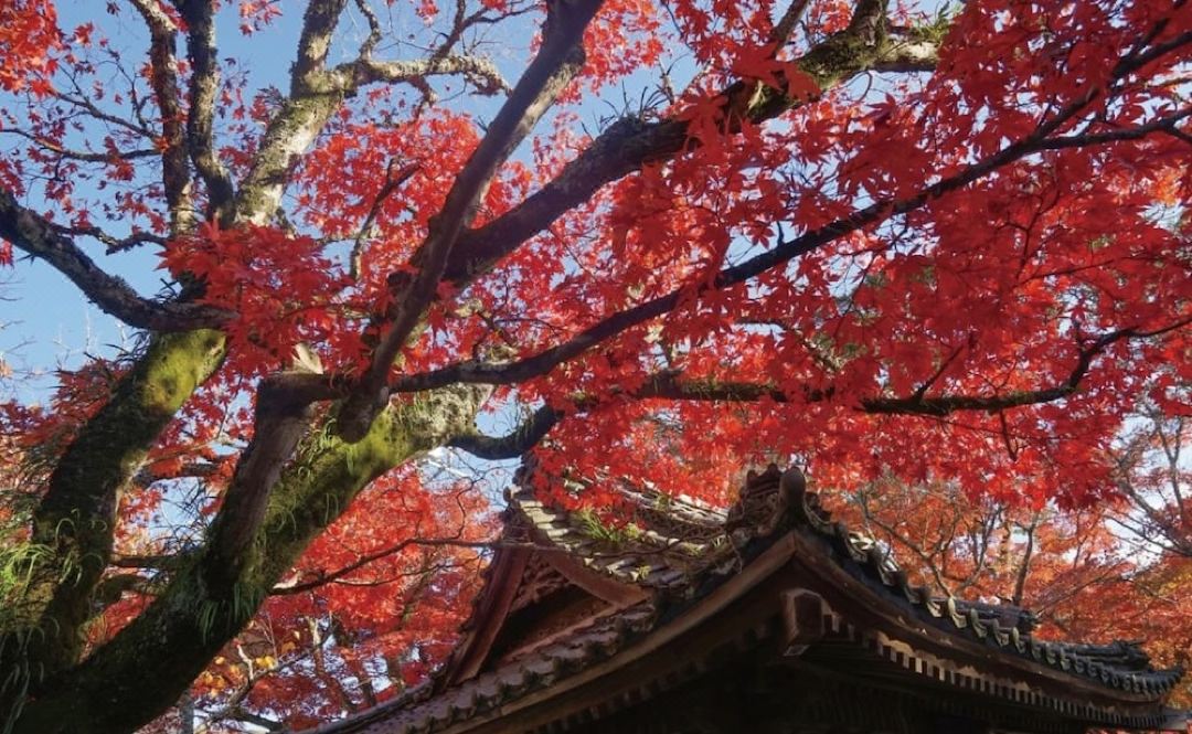 【修善寺自然公園】 紅葉の見頃は11月上旬~12月上旬