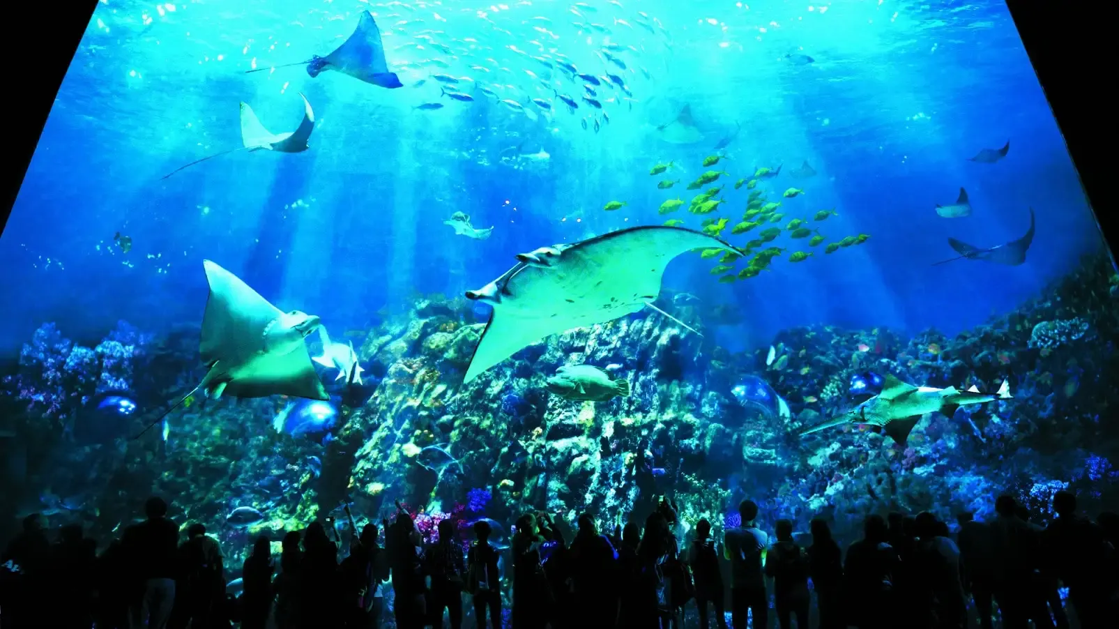 🍂【最新秋季限定】 海洋公園門票優惠 淨門票僅HK$320