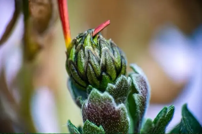 bourgeon de chrysanthème, symbole du temps pour soi prêt à éclore