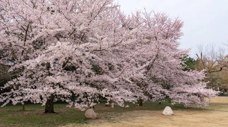 Kanto Cherry Blossom | Best Viewing Spots