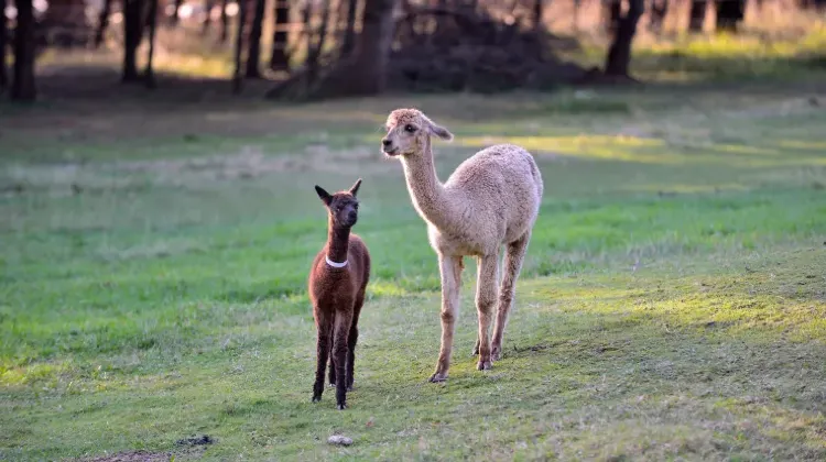 オーストラリアの冒険を楽しむならeSIMは心強い味方！