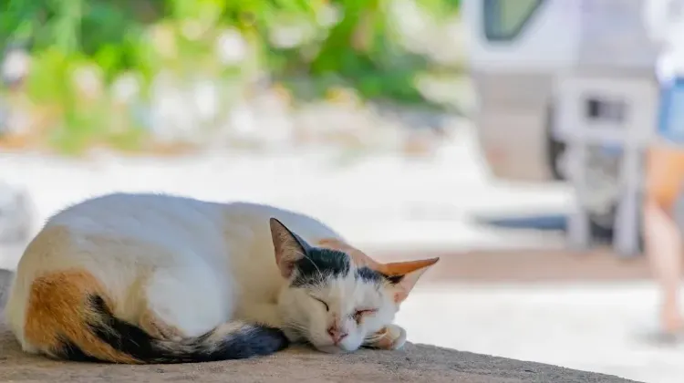 Trip.comで楽しい旅を計画しよう！