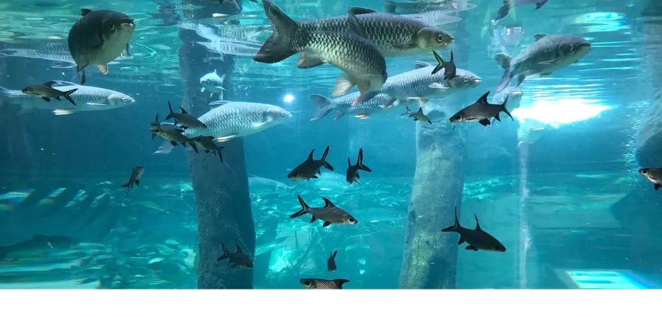 Underwater World Langkawi