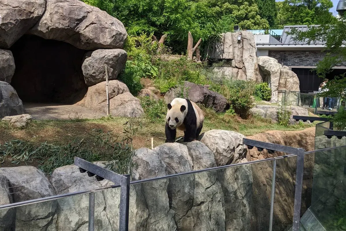 東京好去處上野動物園