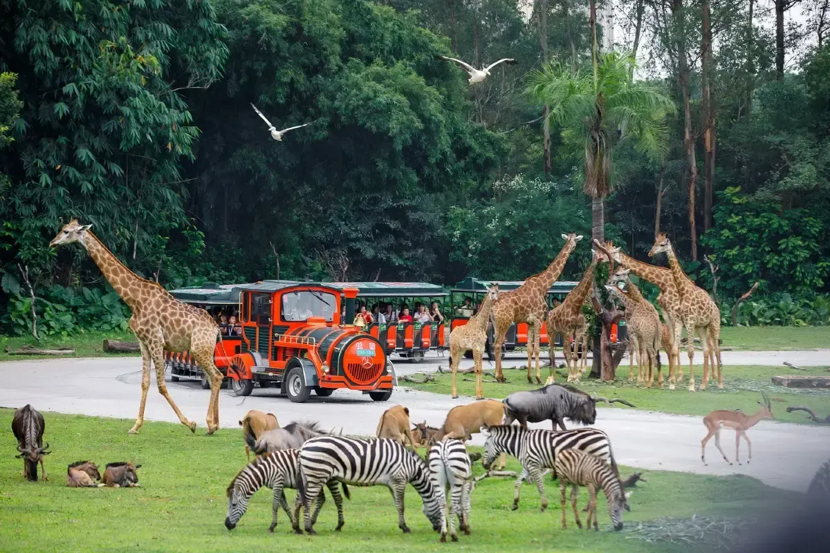 Chimelong Safari Park train