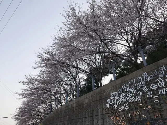 釜山櫻花 甘川洞文化村