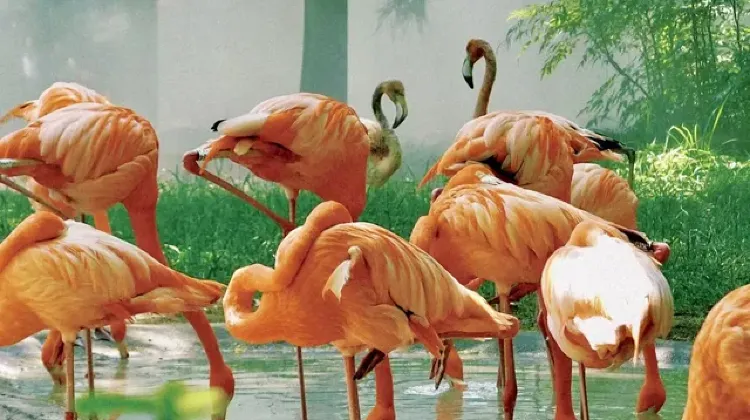 Shanghai Zoo Opening Hours