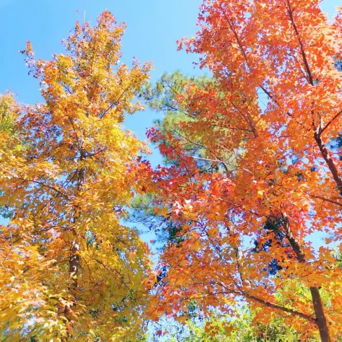楓香林紅葉