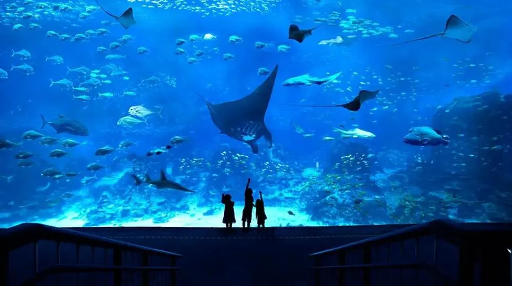 S.E.A. Aquarium's Top Attractions