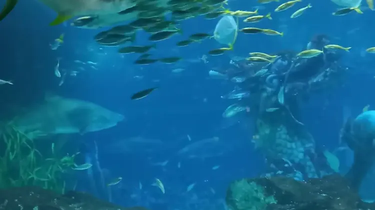 シーライフ釜山アクアリウムの基本情報