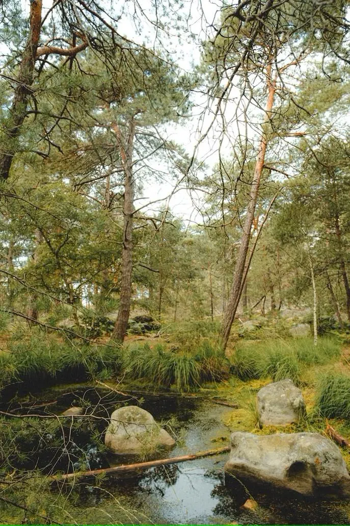 Une crique en forêt