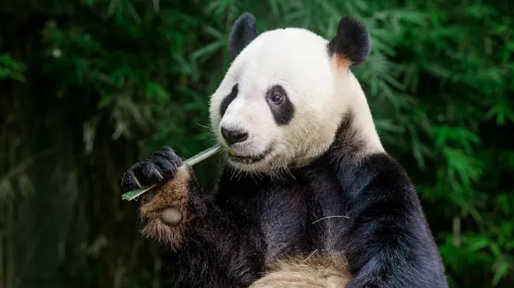 What to Do and See at Chimelong Safari Park