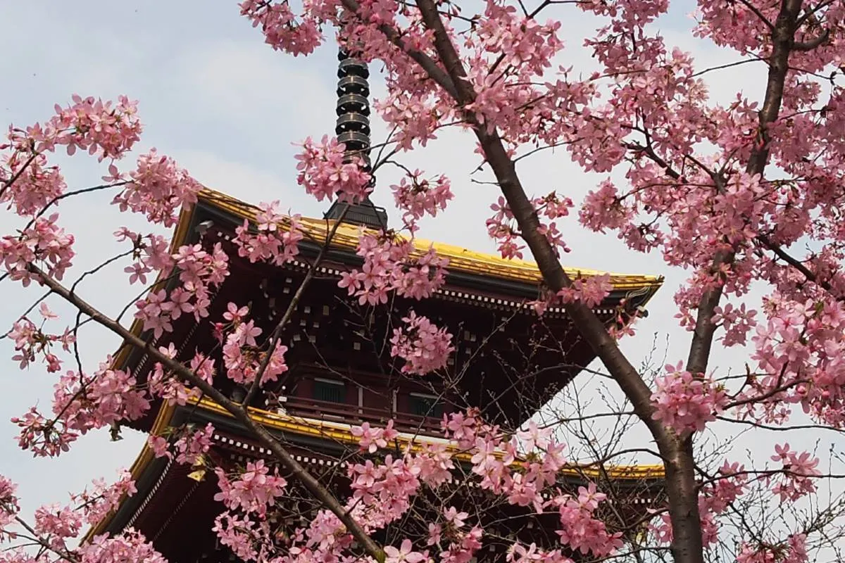 3 Distinct Cherry Bloom Phases in Wuhan