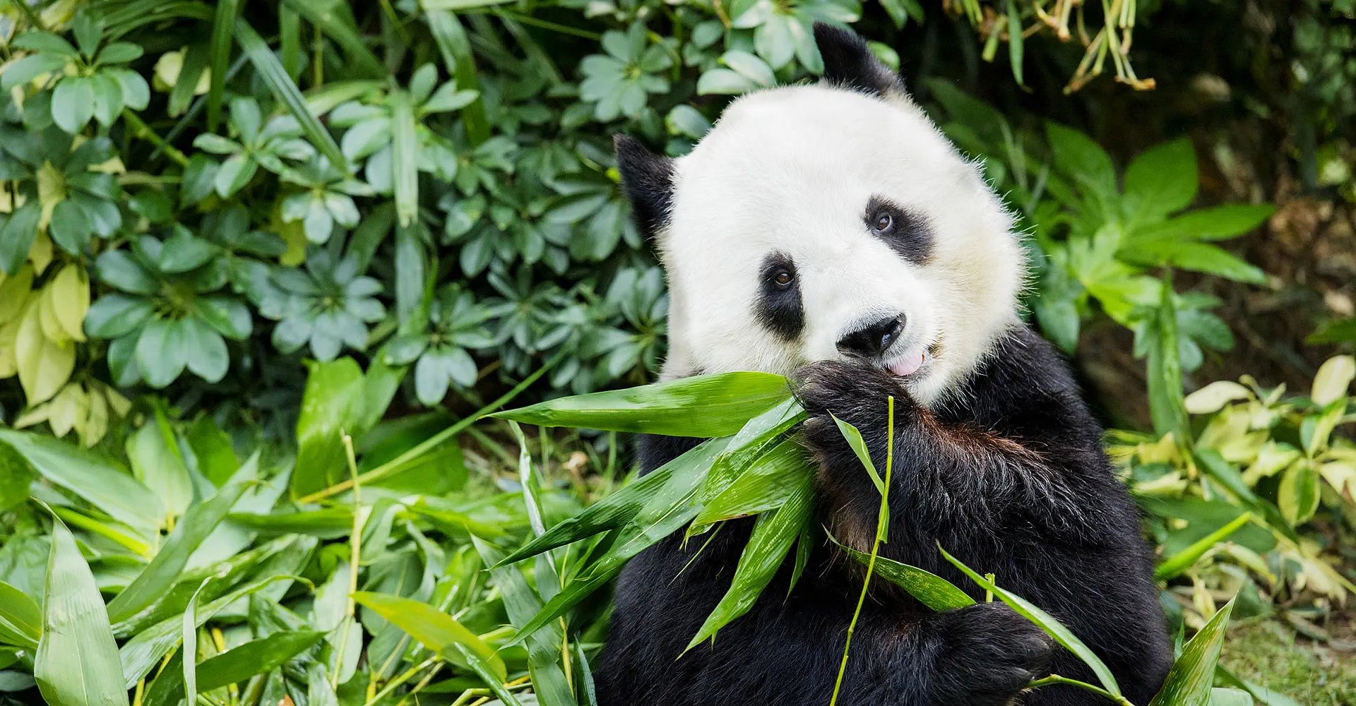 What are the Must-see Attractions at Ocean Park Hong Kong?