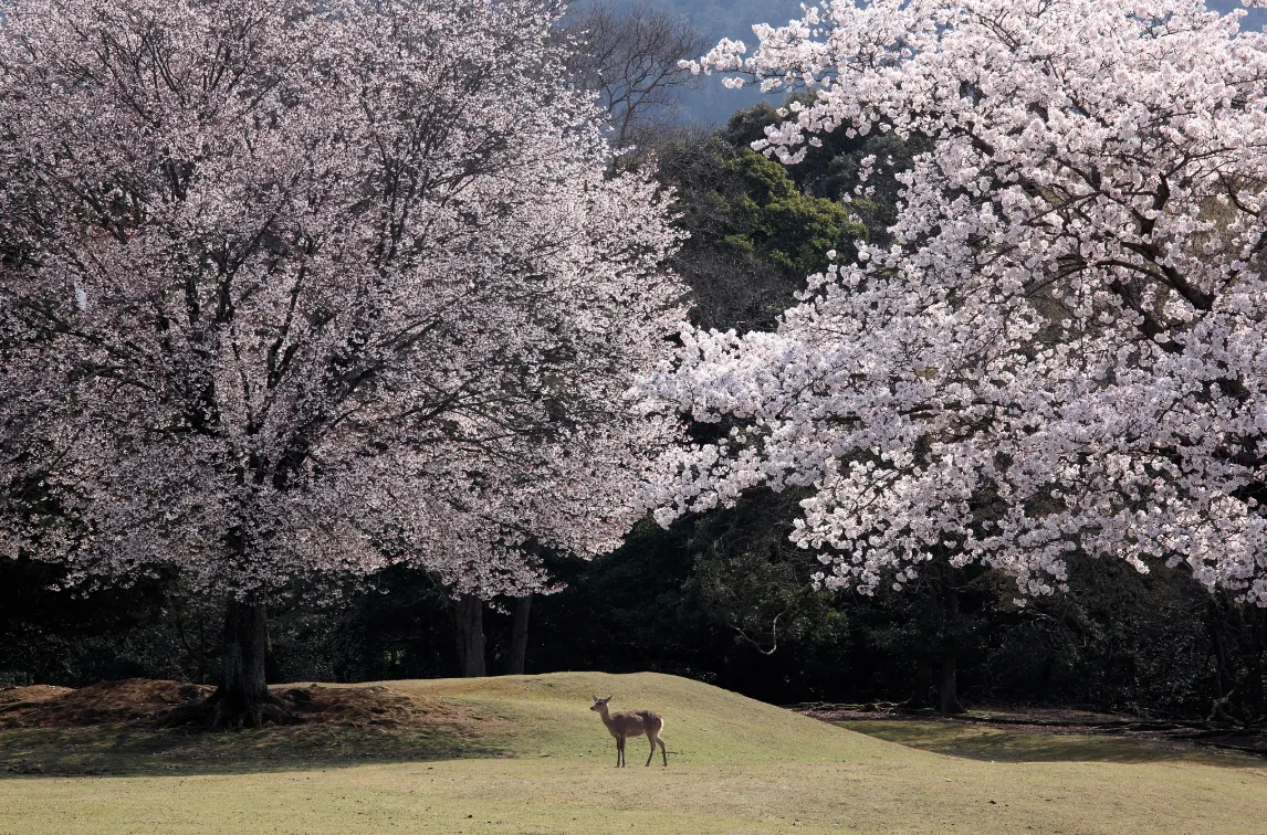 Kansai Cherry Blossom | Best Viewing Spots