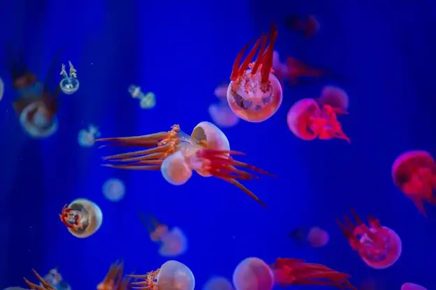 colorful jellies