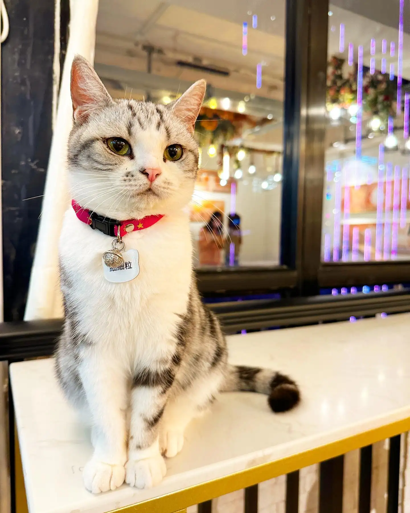 Catio