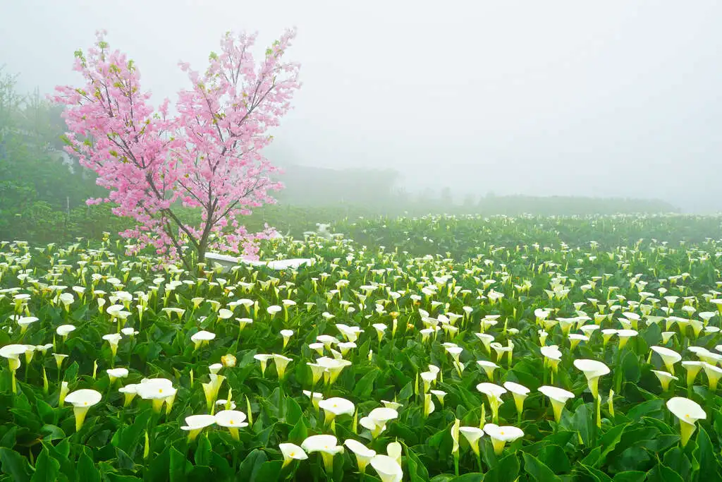陽明山竹子湖海芋季