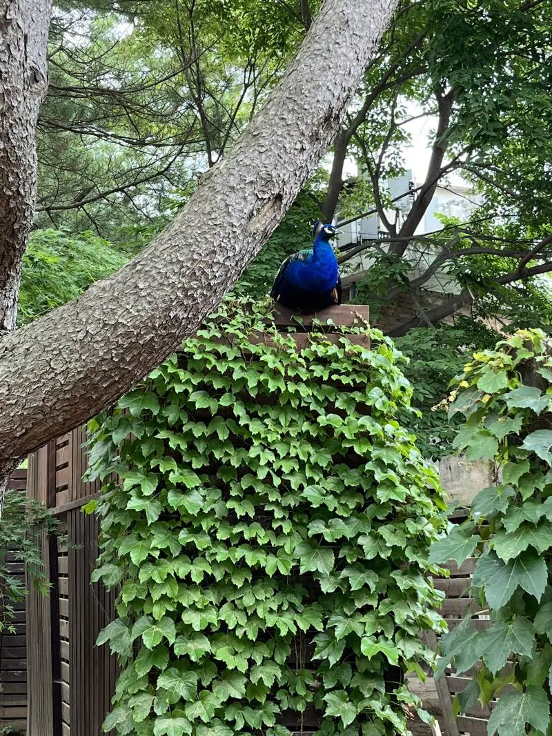 近距離观察小動物