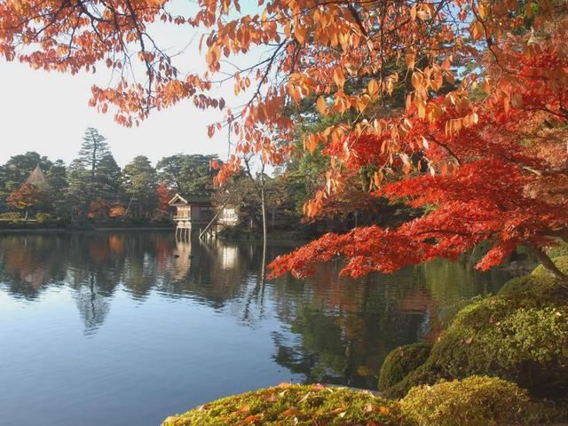 【兼六園】紅葉の見頃は11月上旬~11月下旬